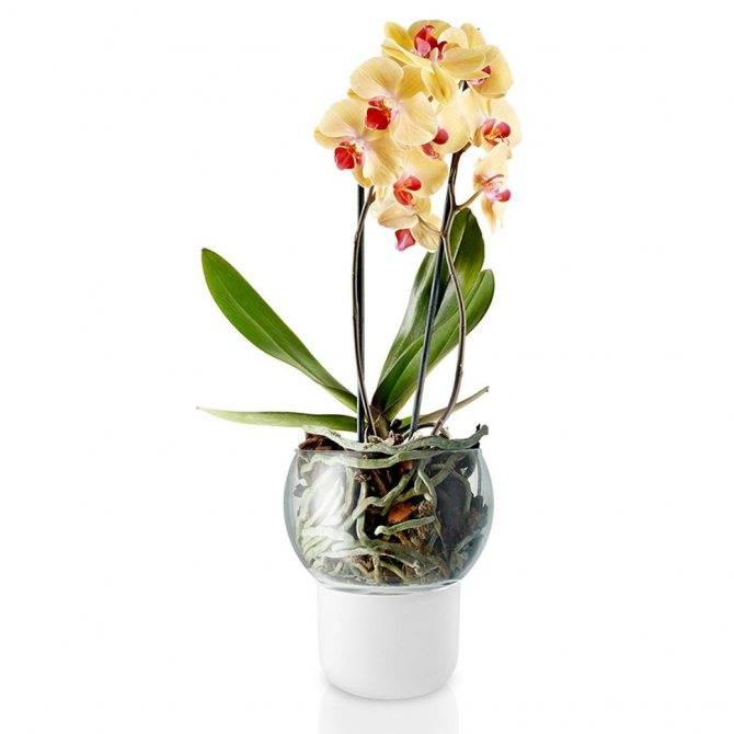 Популярность прозрачных горшков для орхидеи – необходимость или дань моде?